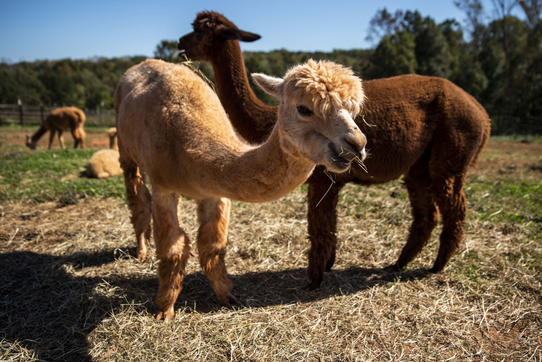 Smith Mountain Lake Alpaca Farm